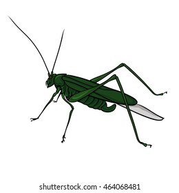 Grasshopper on a white background