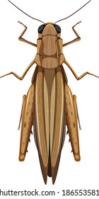 Grasshopper en ilustración de fondo blanco