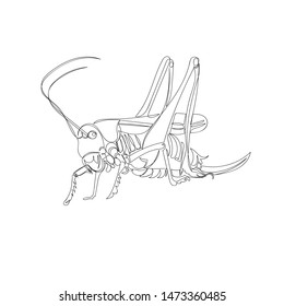 grasshopper. one line. vector image of an insect. graphic image a continuous line