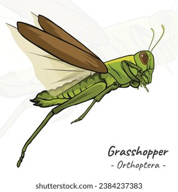 Grasshopper Orthoptera illustration. Insect animal isolated. Animal illustration collection.