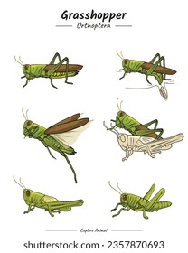 Grasshopper Package. set of Grasshopper. showing different phases and development stages including newborn cub adolescent and adult Grasshopper