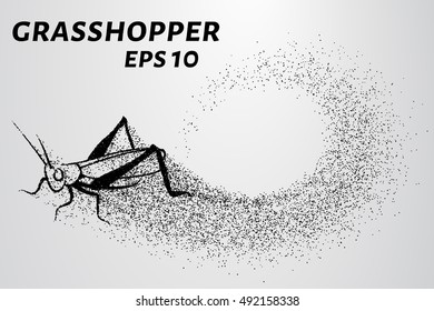 Grasshopper of particles. Silhouette grasshopper is of little circles.