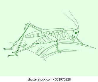  grasshopper is preparing to jump.