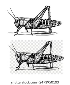 Grasshopper, realistic engraving style. hand drawn, vector illustration, black outline,