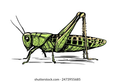 Grasshopper, realistic engraving style. hand drawn, vector illustration, black outline,