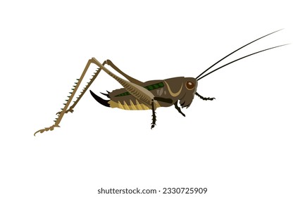 Grasshopper in realistic style. Locust, insect. Vector illustration isolated on white background.