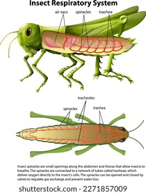 Grasshopper, diagrama del sistema respiratorio