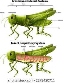 Grasshopper, diagrama del sistema respiratorio