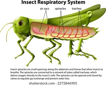 Grasshopper, diagrama del sistema respiratorio