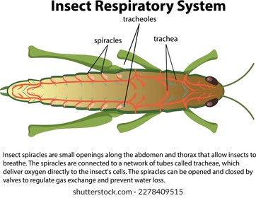 Grasshopper respiratory system diagram illustration