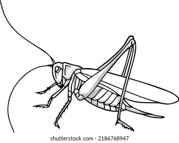 5,163 Grasshopper on hand Images, Stock Photos & Vectors | Shutterstock