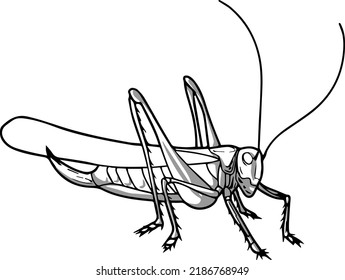 5,163 Grasshopper on hand Images, Stock Photos & Vectors | Shutterstock