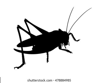 Grasshopper, side view,. Silhouette of grasshopper, vector. 