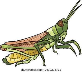 Grasshopper Side View Wild Animal Vector Illustration