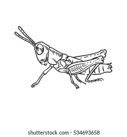 Grasshopper From Sideview, Bug, Cricket - Line Hand Drawing, Isolated, For Coloring, Icon, Outline