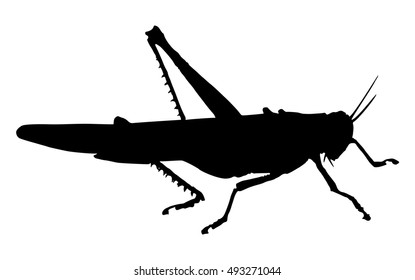 Grasshopper. Silhouette of grasshopper