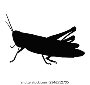 Grasshopper Silhouette on White Background.