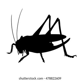 Grasshopper silhouette Stock Vectors, Images & Vector Art | Shutterstock
