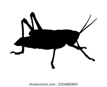 Grasshopper silhouette vector art white background