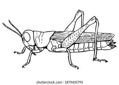 grasshopper sketch vector illustration,isolated on white background,animals top view