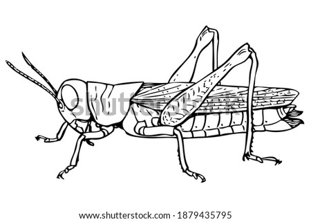 grasshopper sketch vector illustration,isolated on white background,animals top view