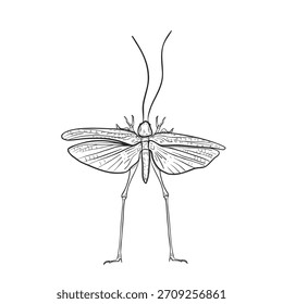 Gafanhoto espalhou asas ilustração vetor branco preto. Gafanhoto de arte de linhas de enciclopédia de insetos. Subordem desenhada à mão orthoptera esboço para a educação em biologia. Vintage desenho gráfico entomologia ciência.