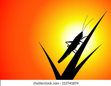 grasshopper at sunset