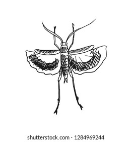 grasshopper vector doodle sketch isolated on white background