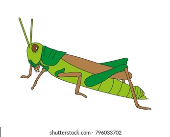 Grasshopper Vector Drawing Stock Vector (Royalty Free) 796033702 ...