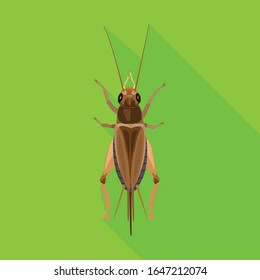 Grasshopper vector icon.Flat vector icon isolated on white background grasshopper.