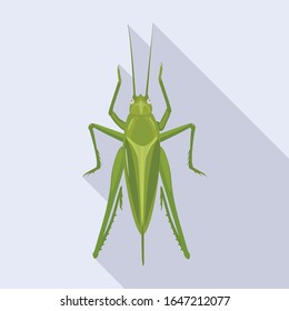 Icono vectorial Grasshopper.Icono vector plano aislado en el saltamontes de fondo blanco.