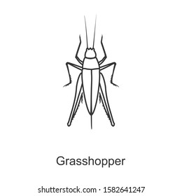 grasshopper vector icon.Line vector icon isolated on white background grasshopper .