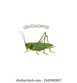 Grasshopper Vector Illustration. Cartoon grasshopper isolated on white background