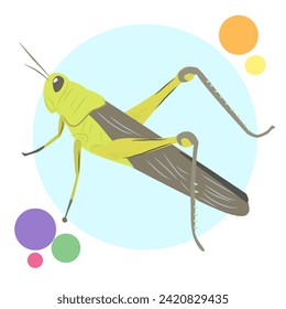 Grasshopper vector illustration for education and design banner or advertisement