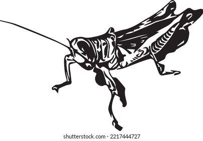 Grasshopper vector illustration logo icon