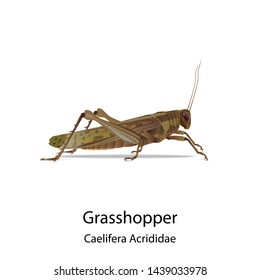 Grasshopper vector on white background and had shadow and text for type of it.