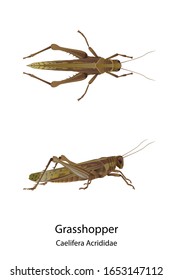 Grasshopper vector on white background and had shadow and text for type of it.