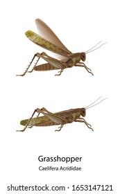 Grasshopper vector on white background and had shadow and text for type of it.