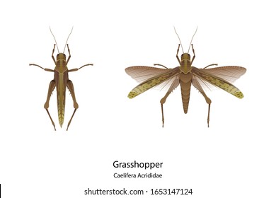 Grasshopper vector on white background and had shadow and text for type of it.