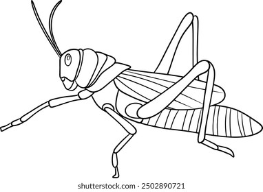 grasshopper vector outline illustration isolated