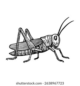 grasshopper vector realistic line icon on white background
Vector line icon animal, wildlife