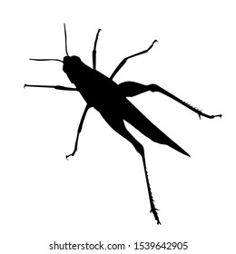 grasshopper vector silhouette on white isolated background