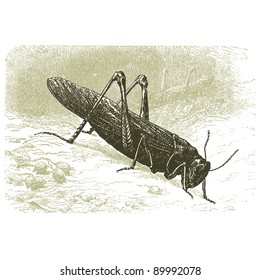 Grasshopper - vintage engraved illustration - "Cent récits d'histoire naturelle" by C.Delon published in 1889 France