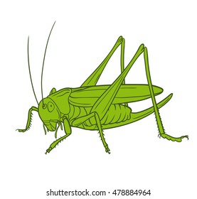 Grasshopper  of white background, graphic vector. 