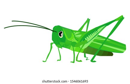 Grasshopper with white background, vector