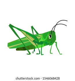 Grasshopper and white background  vector