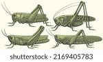 Grasshoppers. Design set. Editable hand drawn illustration. Vector vintage engraving. 8 EPS