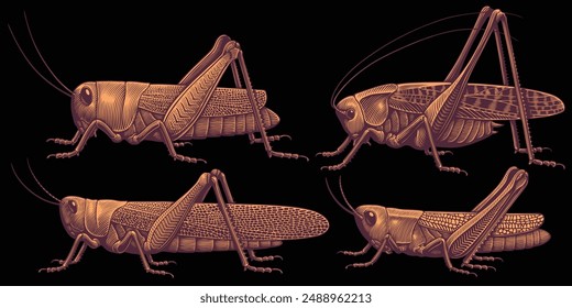 Grasshoppers. Design set. Editable hand drawn illustration. Vector vintage engraving. Isolated on black background. 8 EPS