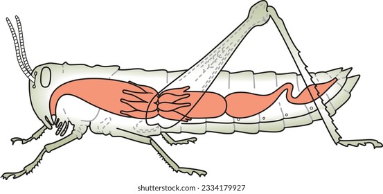 Grasshopper's digestive system, organs, animal vector