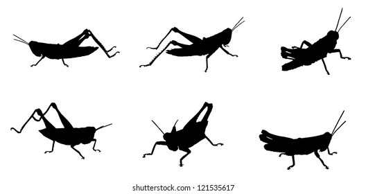 grasshoppers silhouette